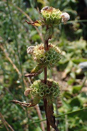 Phlomis tuberosa \ Knollen-Brandkraut / Tuberous Jerusalem Sage, A Gumpoldskirchen 9.7.2023