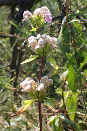 Phlomis tuberosa \ Knollen-Brandkraut / Tuberous Jerusalem Sage, A Gumpoldskirchen 9.7.2023