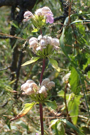 Phlomis tuberosa / Tuberous Jerusalem Sage, A Gumpoldskirchen 9.7.2023