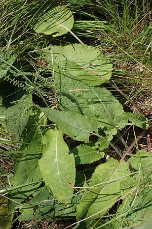 Phlomis tuberosa / Tuberous Jerusalem Sage, A Gumpoldskirchen 9.7.2023