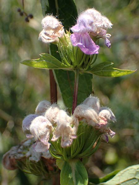 Phlomis tuberosa \ Knollen-Brandkraut / Tuberous Jerusalem Sage, A Gumpoldskirchen 9.7.2023