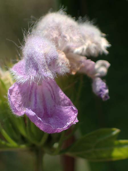 Phlomis tuberosa \ Knollen-Brandkraut / Tuberous Jerusalem Sage, A Gumpoldskirchen 9.7.2023