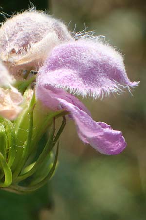 Phlomis tuberosa / Tuberous Jerusalem Sage, A Gumpoldskirchen 9.7.2023