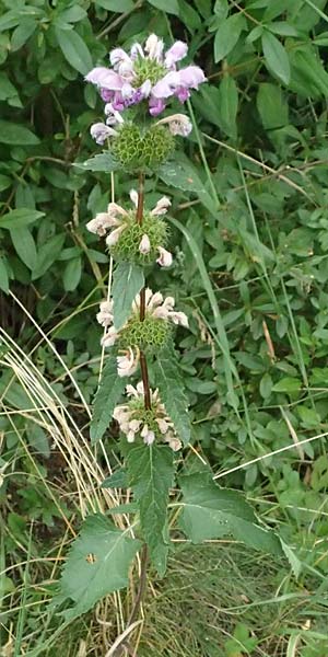 Phlomis tuberosa \ Knollen-Brandkraut / Tuberous Jerusalem Sage, A Goggendorf 10.7.2023
