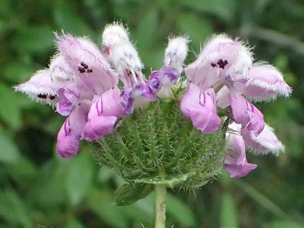 Phlomis tuberosa \ Knollen-Brandkraut / Tuberous Jerusalem Sage, A Weinviertel,  Goggendorf 10.7.2023