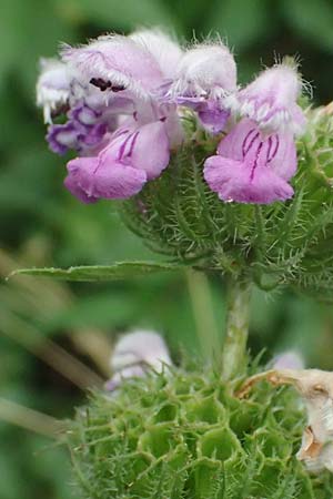 Phlomis tuberosa \ Knollen-Brandkraut / Tuberous Jerusalem Sage, A Goggendorf 10.7.2023