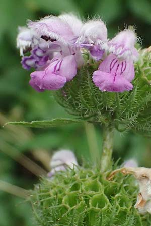 Phlomis tuberosa \ Knollen-Brandkraut / Tuberous Jerusalem Sage, A Weinviertel,  Goggendorf 10.7.2023