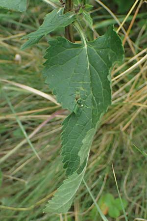 Phlomis tuberosa \ Knollen-Brandkraut / Tuberous Jerusalem Sage, A Goggendorf 10.7.2023