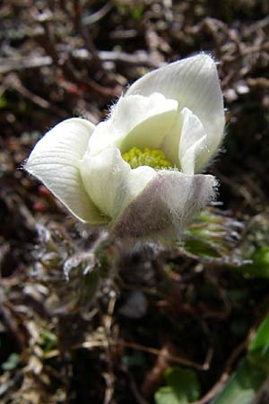 Pulsatilla vernalis \ Frhlings-Kuhschelle, Pelz-Anemone, A Malta - Tal 7.6.2008