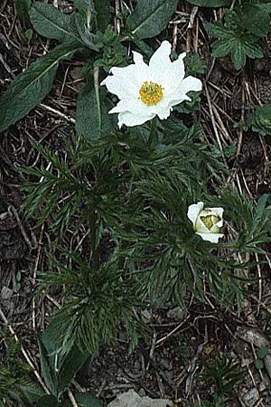 Pulsatilla alpina subsp. alpina / Alpine Pasque-Flower, A Widderstein 12.7.1987