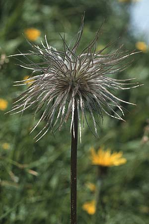 Pulsatilla alpina subsp. alpina / Alpine Pasque-Flower, A Widderstein 17.8.1987