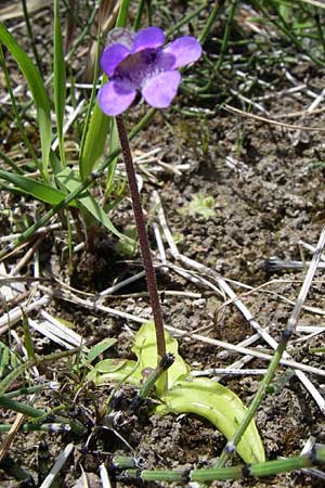 Pinguicula vulgaris \ Gemeines Fettkraut / Common Butterwort, A Reutte 25.5.2008