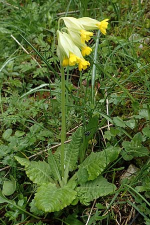 Primula veris \ Frhlings-Schlsselblume, Wiesen-Schlsselblume / Cow's-Lip, A Kärnten/Carinthia, Feistritz im Rosental 17.5.2016