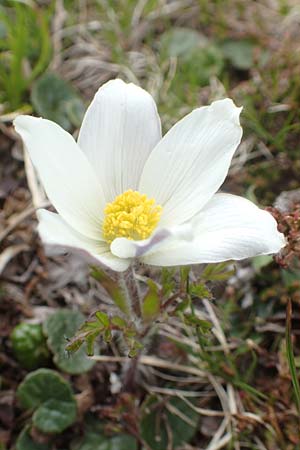 Pulsatilla vernalis \ Frhlings-Kuhschelle, Pelz-Anemone, A Kärnten, Koralpe 21.5.2016