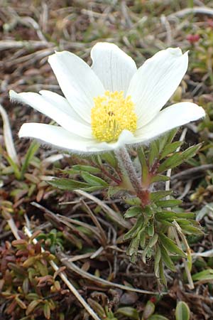 Pulsatilla vernalis \ Frhlings-Kuhschelle, Pelz-Anemone / Spring Pasque-Flower, A Kärnten/Carinthia, Koralpe 21.5.2016