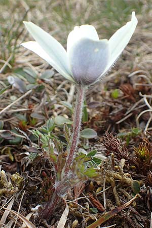 Pulsatilla vernalis \ Frhlings-Kuhschelle, Pelz-Anemone, A Kärnten, Koralpe 21.5.2016