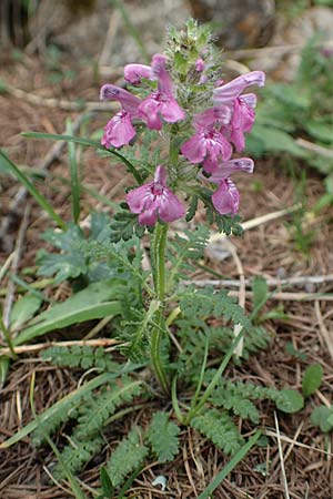 Pedicularis verticillata \ Quirlblttriges Lusekraut, A Trenchtling 3.7.2019