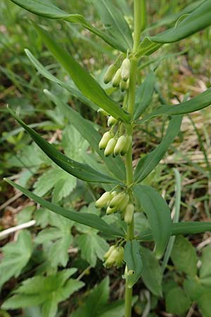 Polygonatum verticillatum \ Quirlblttrige Weiwurz / Whorled Solomon's Seal, A Schneealpe 30.6.2020