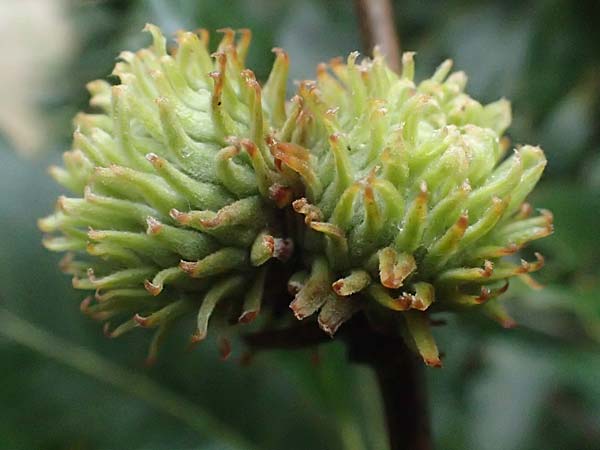 Quercus cerris \ Zerr-Eiche / Turkey Oak, A Hollabrunn 10.7.2023