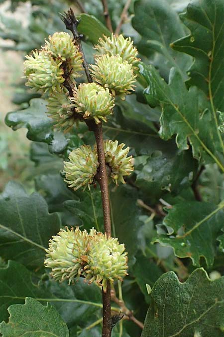 Quercus cerris \ Zerr-Eiche / Turkey Oak, A Hollabrunn 10.7.2023