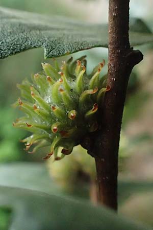 Quercus cerris \ Zerr-Eiche / Turkey Oak, A Hollabrunn 10.7.2023