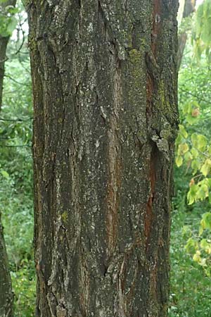 Quercus cerris \ Zerr-Eiche / Turkey Oak, A Hollabrunn 10.7.2023