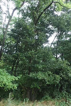 Quercus cerris \ Zerr-Eiche / Turkey Oak, A Hollabrunn 10.7.2023