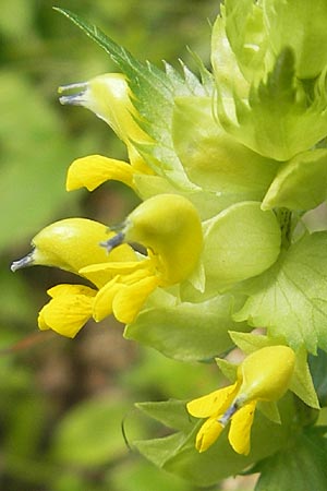 Rhinanthus alpinus \ Alpen-Klappertopf / Alpine Yellow-Rattle, A St. Lorenzen 1.7.2010