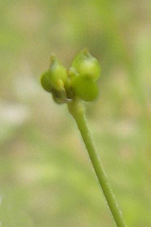 Ranunculus polyanthemos / Multiflowered Buttercup, A Carinthia, Petzen 2.7.2010