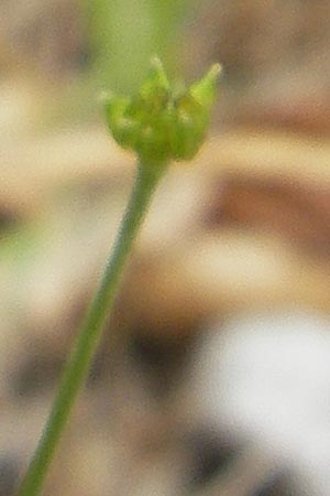 Ranunculus polyanthemos \ Vielbltiger Hahnenfu / Multiflowered Buttercup, A Kärnten/Carinthia, Petzen 2.7.2010