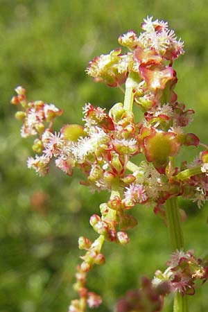 Rumex acetosa \ Groer Sauer-Ampfer, Wiesen-Sauer-Ampfer / Common Sorrel, A Malta - Tal / Valley 19.7.2010