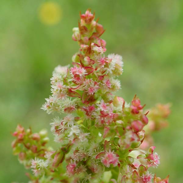 Rumex nivalis \ Schnee-Ampfer / Snow Dock, A Schneealpe 30.6.2020