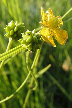 Ranunculus polyanthemos \ Vielbltiger Hahnenfu / Multiflowered Buttercup, A Kärnten/Carinthia, Petzen 21.7.2007