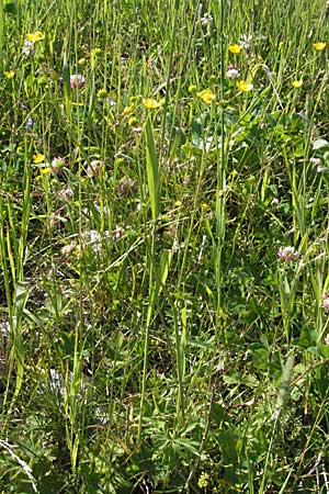 Ranunculus polyanthemos \ Vielbltiger Hahnenfu / Multiflowered Buttercup, A Kärnten/Carinthia, Petzen 21.7.2007