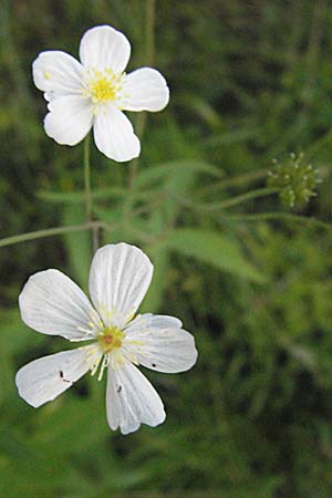 Ranunculus platanifolius \ Platanenblttriger Hahnenfu / Large White Buttercup, A Turrach 22.7.2007