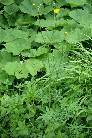 Ranunculus polyanthemos / Multiflowered Buttercup, A Malta - Valley 7.6.2008