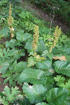 Rumex alpinus \ Alpen-Ampfer / Alpine Dock, Monk's Rhubarb, A Kärnten/Carinthia, Hochobir 1.7.2010