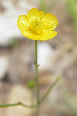 Ranunculus polyanthemos \ Vielbltiger Hahnenfu / Multiflowered Buttercup, A Kärnten/Carinthia, Petzen 2.7.2010