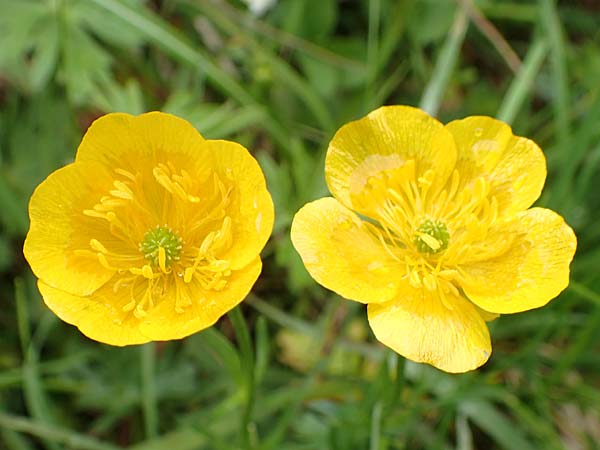 Ranunculus carinthiacus \ Krntner Berg-Hahnenfu, A Kärnten, Feistritz im Rosental 17.5.2016