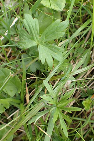 Ranunculus carinthiacus \ Krntner Berg-Hahnenfu / Carinthian Buttercup, A Kärnten/Carinthia, Feistritz im Rosental 17.5.2016