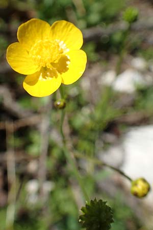 Ranunculus carinthiacus \ Krntner Berg-Hahnenfu / Carinthian Buttercup, A Kärnten/Carinthia, Petzen 8.8.2016