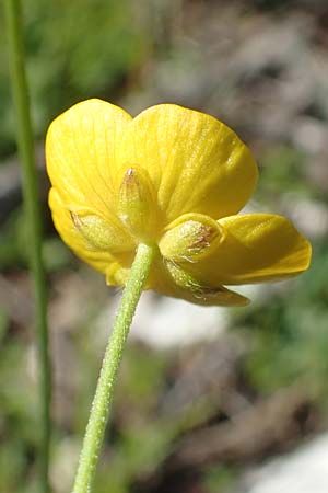 Ranunculus carinthiacus \ Krntner Berg-Hahnenfu, A Kärnten, Petzen 8.8.2016