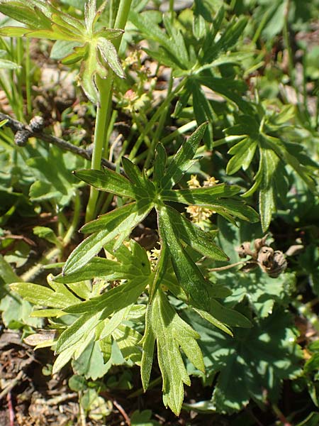 Ranunculus carinthiacus \ Krntner Berg-Hahnenfu / Carinthian Buttercup, A Kärnten/Carinthia, Petzen 8.8.2016