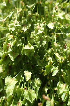 Rumex alpinus \ Alpen-Ampfer / Alpine Dock, Monk's Rhubarb, A Pusterwald 1.7.2019