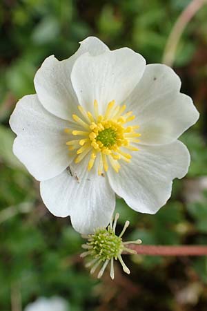 Ranunculus alpestris \ Alpen-Hahnenfu / Alpine Buttercup, A Schneealpe 30.6.2020