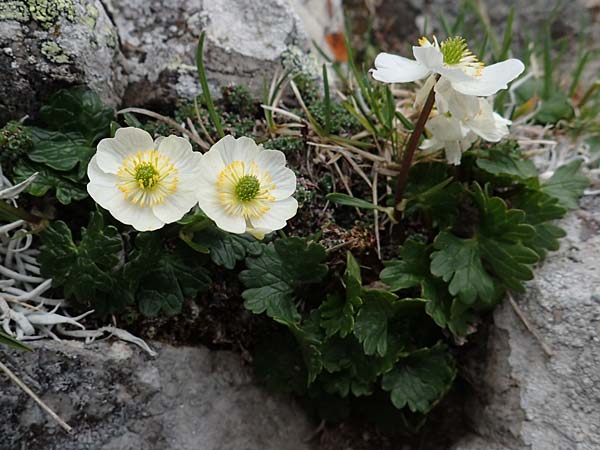 Ranunculus alpestris \ Alpen-Hahnenfu / Alpine Buttercup, A Wölzer Tauern, Kleiner Zinken 26.6.2021