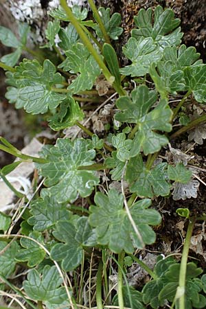 Ranunculus alpestris \ Alpen-Hahnenfu / Alpine Buttercup, A Wölzer Tauern, Kleiner Zinken 26.6.2021