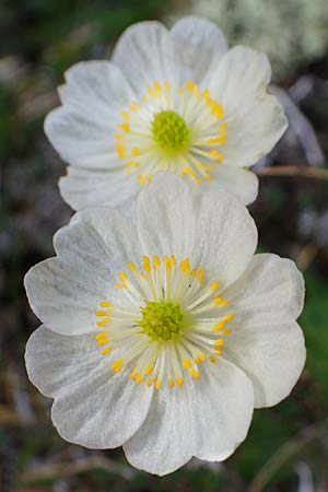 Ranunculus alpestris / Alpine Buttercup, A Wölzer Tauern, Kleiner Zinken 26.6.2021