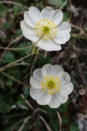 Ranunculus alpestris \ Alpen-Hahnenfu, A Wölzer Tauern, Kleiner Zinken 26.6.2021