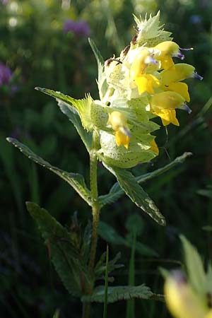 Rhinanthus alpinus \ Alpen-Klappertopf / Alpine Yellow-Rattle, A Seetaler Alpen, Zirbitzkogel 28.6.2021